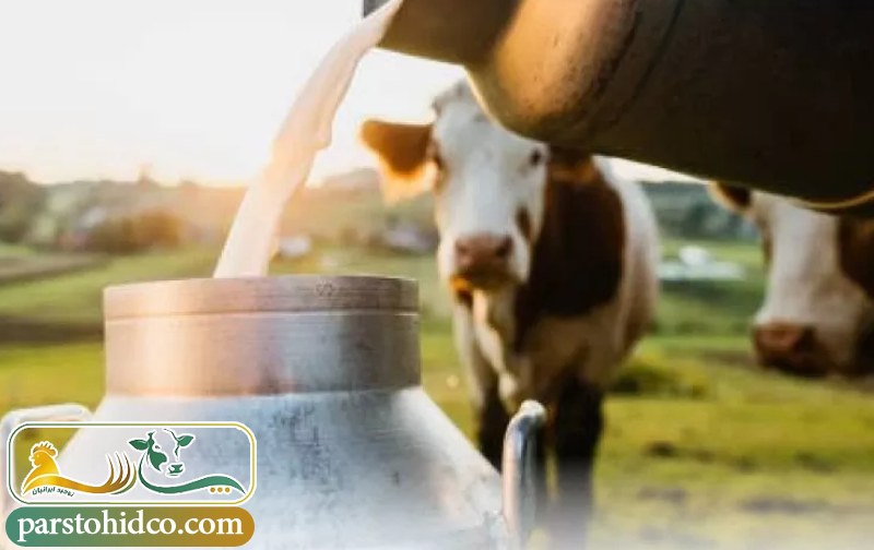 نشانه‌ های کاهش تولید و کیفیت شیر در گاوها 